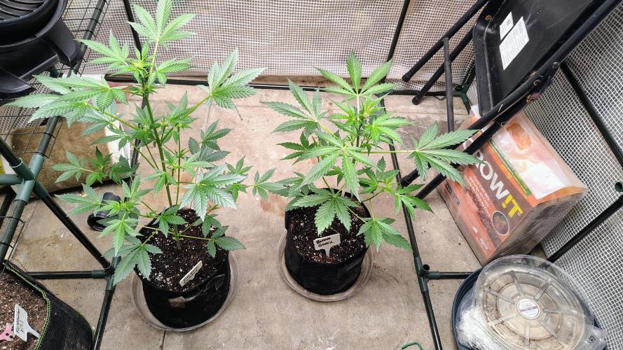 Fastbuds Champions line. Week 4
