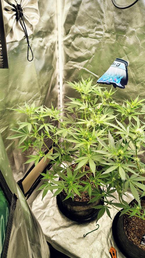 Fastbuds Champions line. Week 5 - Guava runtz on the left 