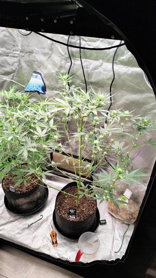 Fastbuds Champions line. Week 5