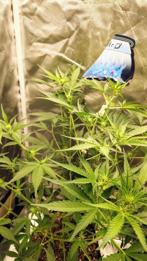Fastbuds Champions line. Week 5 - Guava runtz