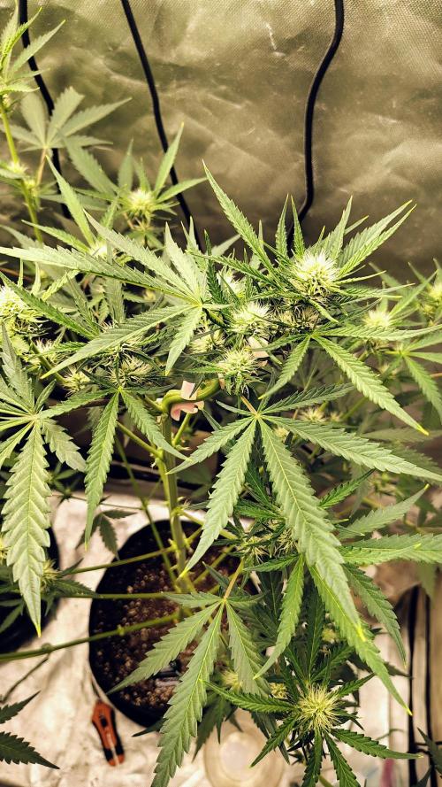Fastbuds Champions line. Week 5 - Mendo guava