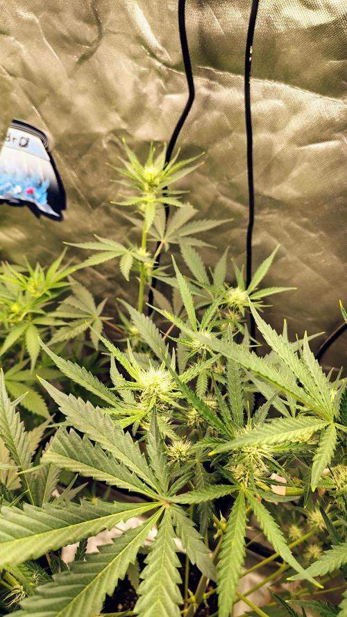 Fastbuds Champions line. Week 5