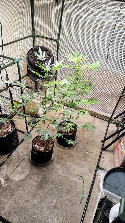 Fastbuds Champions line. Week 5 - Guava sundae front and banana Guava behind it