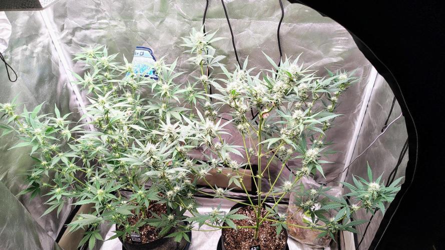 Fastbuds Champions line. Week 6