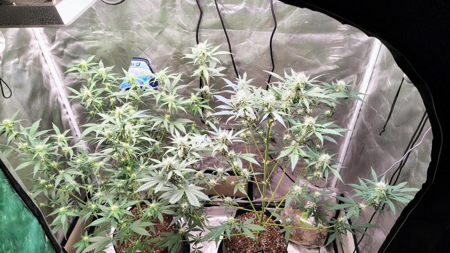 Fastbuds Champions line. Week 6