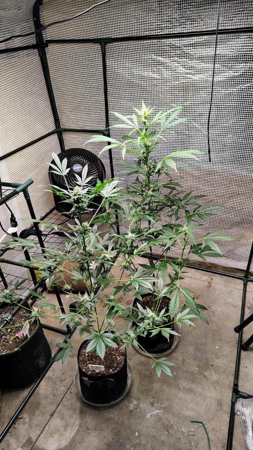 Fastbuds Champions line. Week 6 - Banana Guava and Guava Sundae 