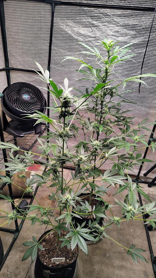 Fastbuds Champions line. Week 6