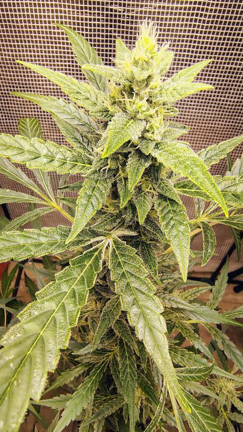 Fastbuds Champions line. Week 7 - Banana Guava 