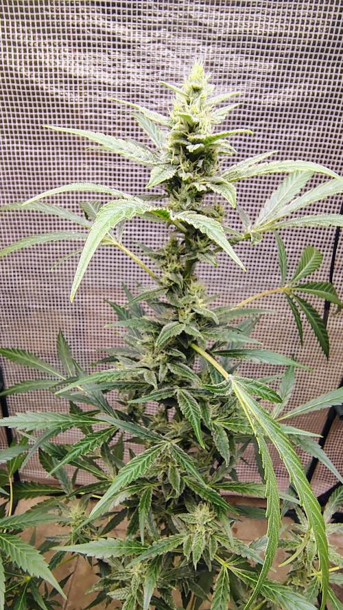 Fastbuds Champions line. Week 7 - Banana Guava 