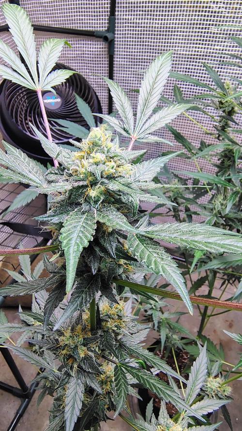 Fastbuds Champions line. Week 7 - Guava sundae 