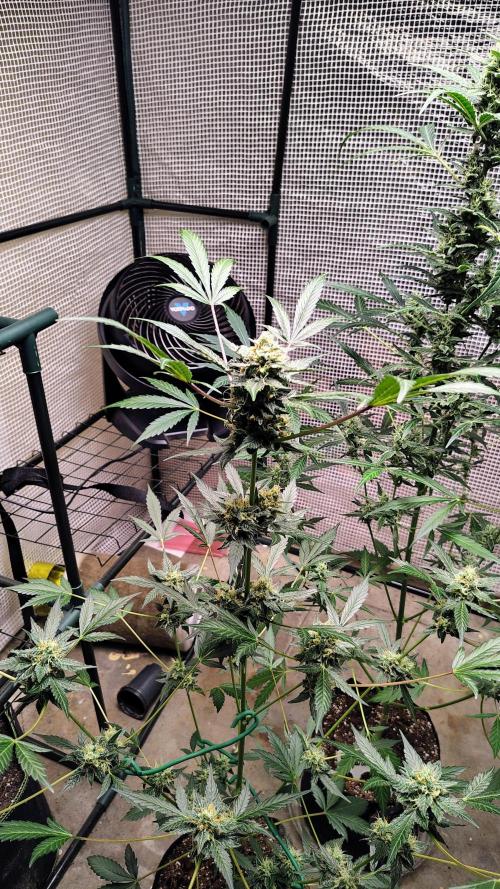 Fastbuds Champions line. Week 7 - Guava sundae 