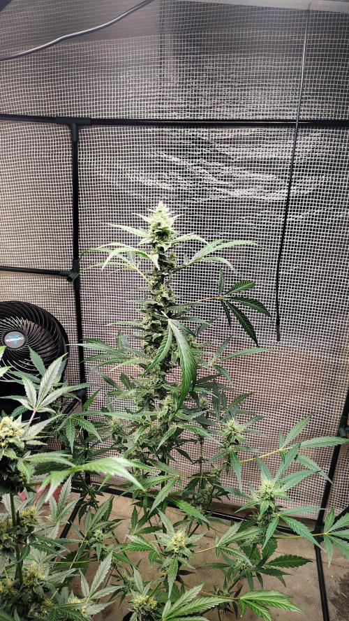 Fastbuds Champions line. Week 7 - Banana Guava 