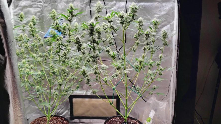 Fastbuds Champions line. Week 7 - Mendo guava on the right