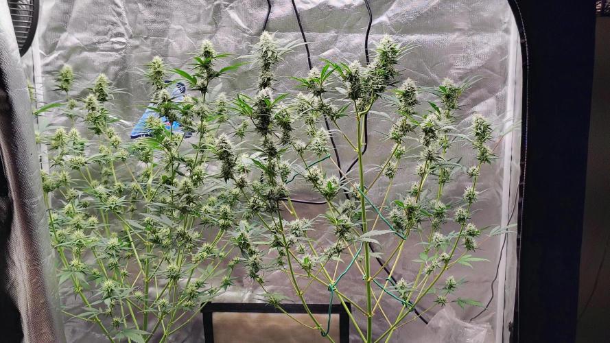 Fastbuds Champions line. Week 7 - Guava runtz on the left