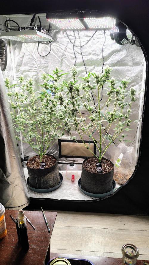 Fastbuds Champions line. Week 7 - Guava runtz and Mendo Guava 
