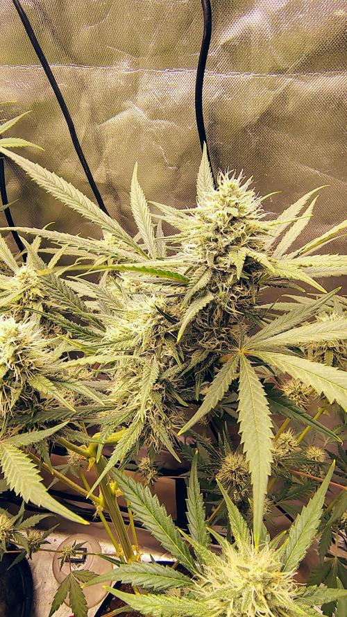 Fastbuds Champions line. Week 7 - Mendo guava