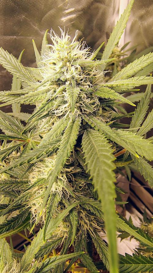 Fastbuds Champions line. Week 7