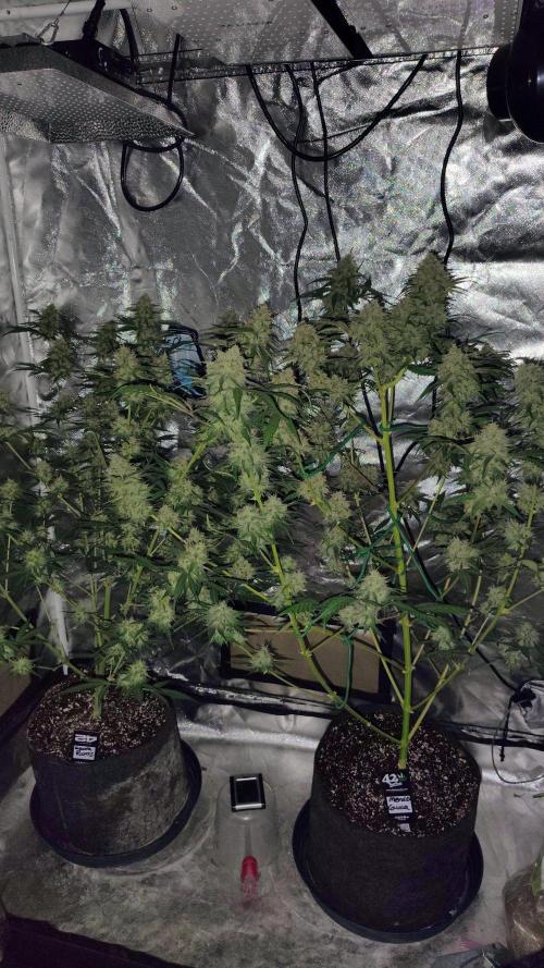 Fastbuds Champions line. Week 8