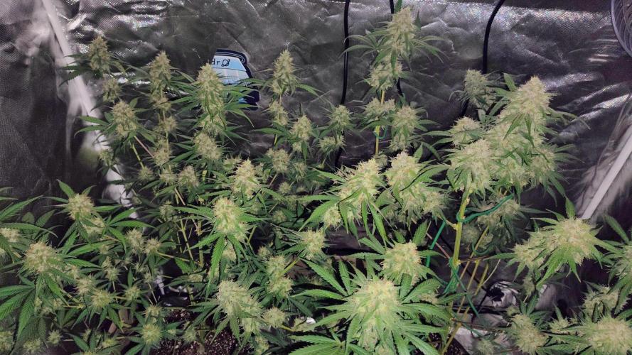Fastbuds Champions line. Week 8