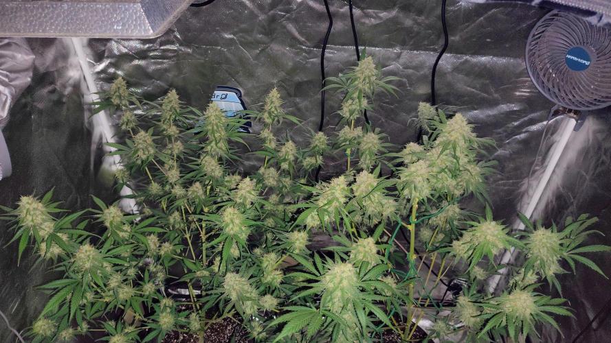 Fastbuds Champions line. Week 8 - Guava runtz