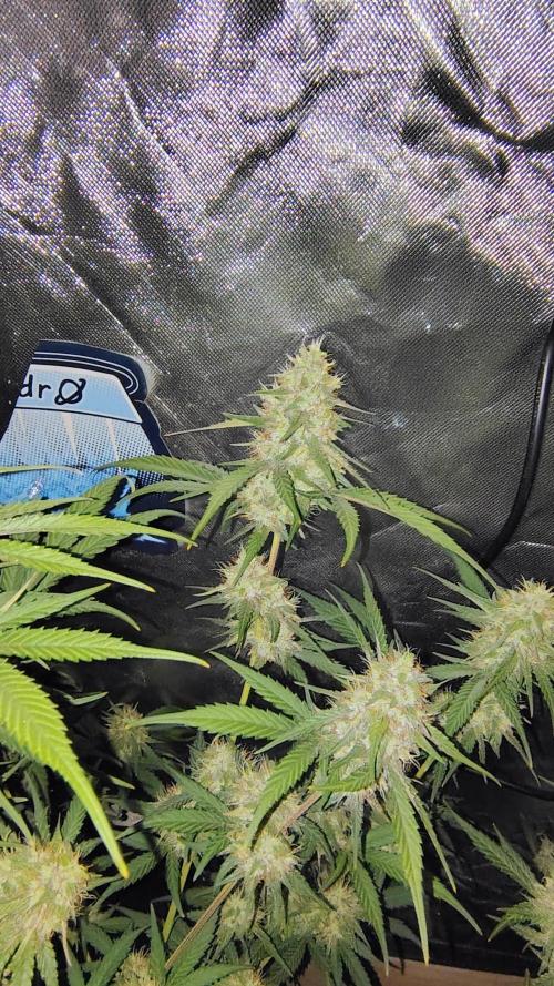 Fastbuds Champions line. Week 8 - Guava runtz
