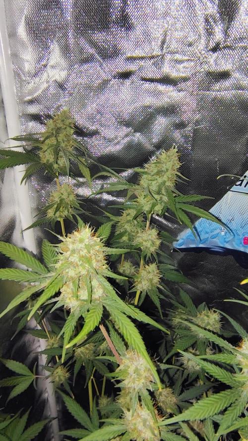 Fastbuds Champions line. Week 8