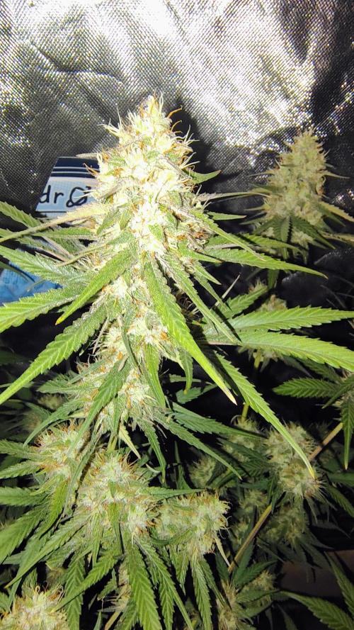 Fastbuds Champions line. Week 8 - Guava Runtz 