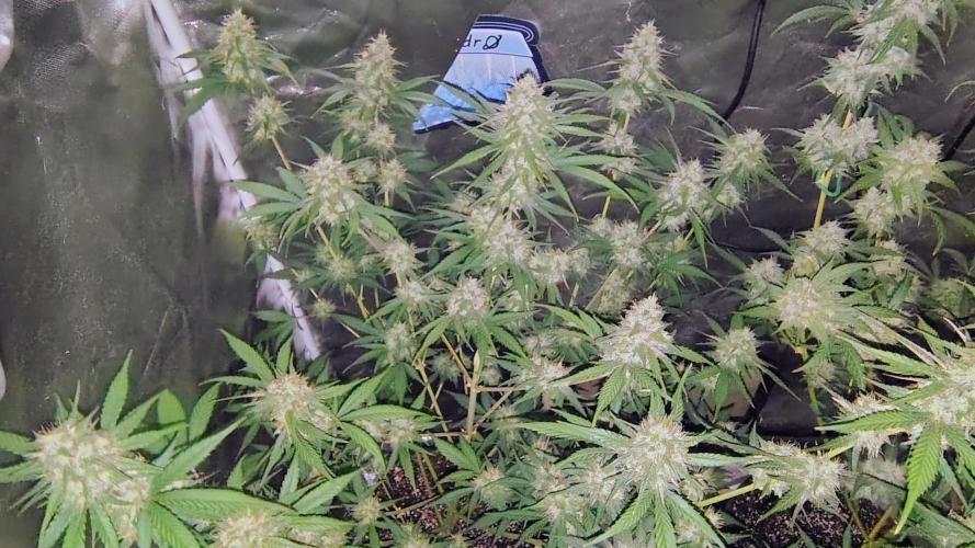 Fastbuds Champions line. Week 8 - Guava Runtz