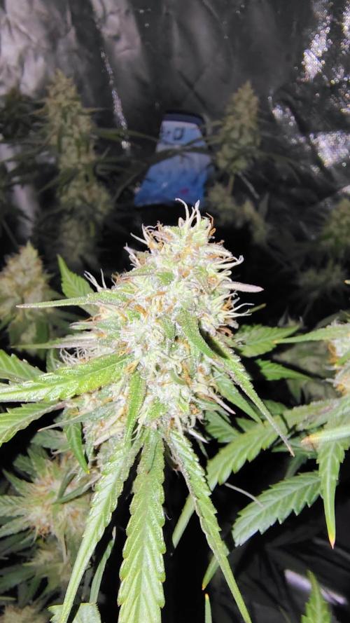 Fastbuds Champions line. Week 8 - Guava Runtz