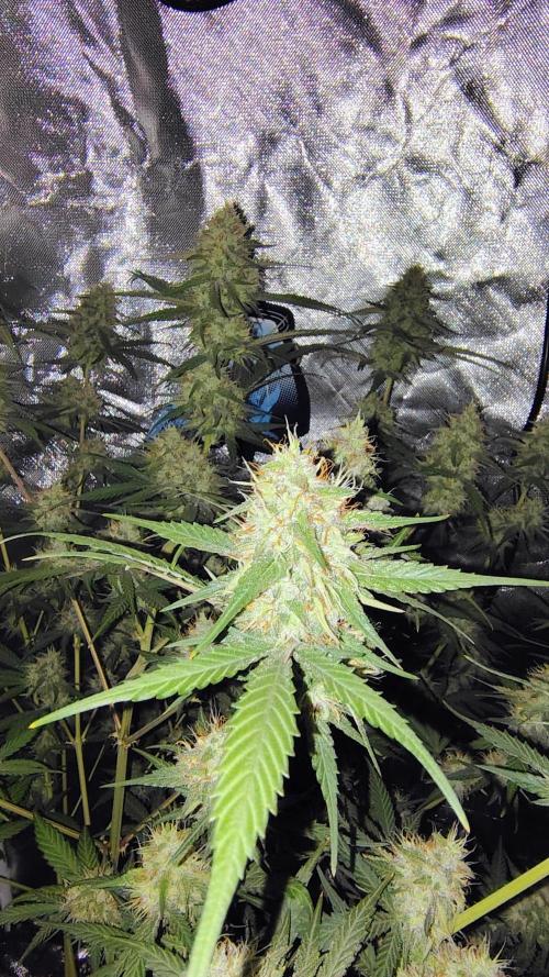 Fastbuds Champions line. Week 8