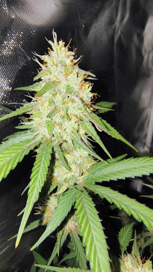 Fastbuds Champions line. Week 8