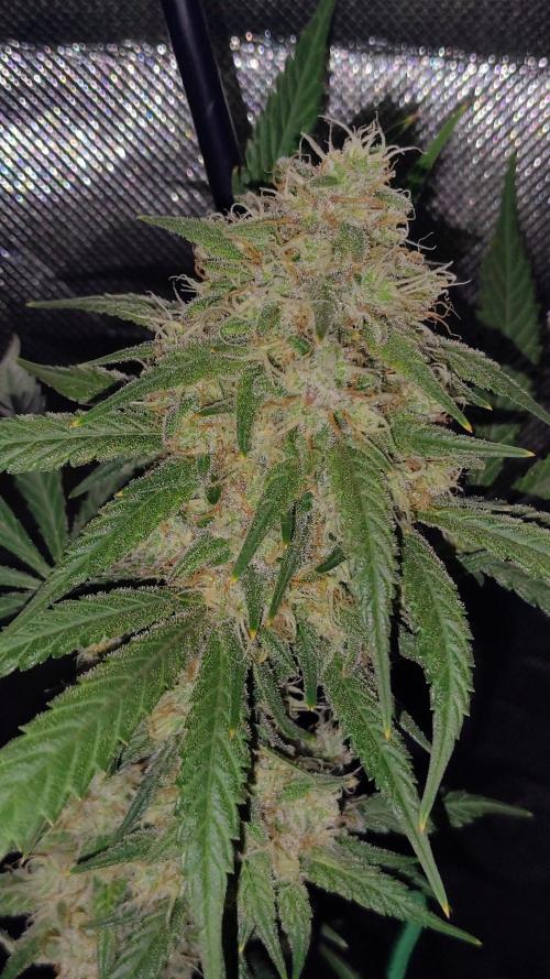 Fastbuds Champions line. Week 8 - Mendo Guava 