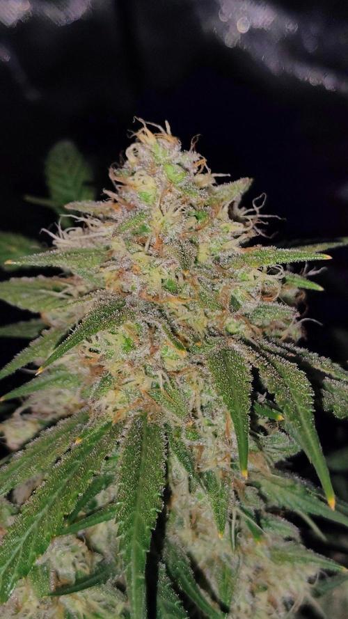 Fastbuds Champions line. Week 8 - Mendo Guava 
