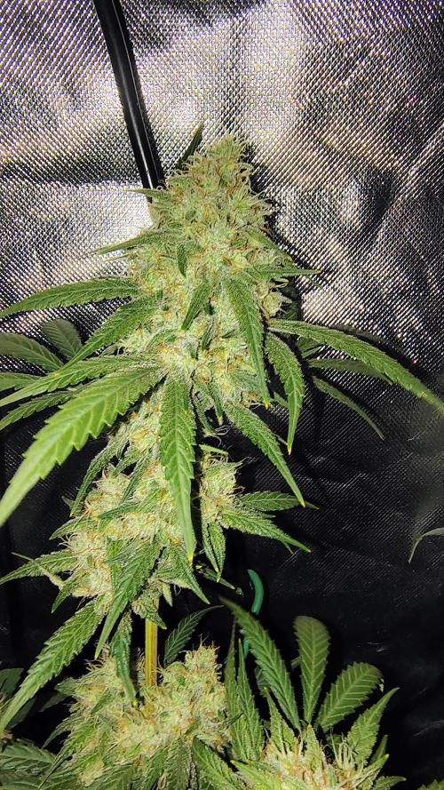 Fastbuds Champions line. Week 8 - Mendo Guava 