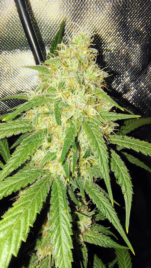 Fastbuds Champions line. Week 8 - Mendo Guava 