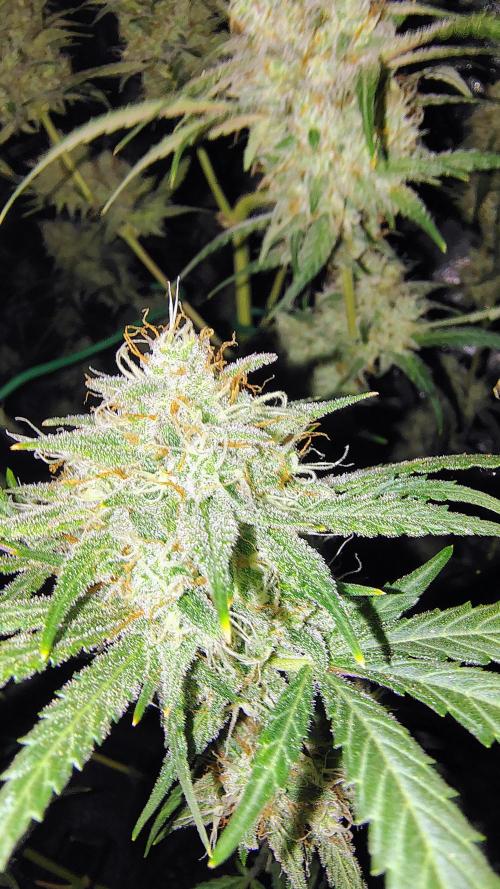 Fastbuds Champions line. Week 8 - Mendo Guava 