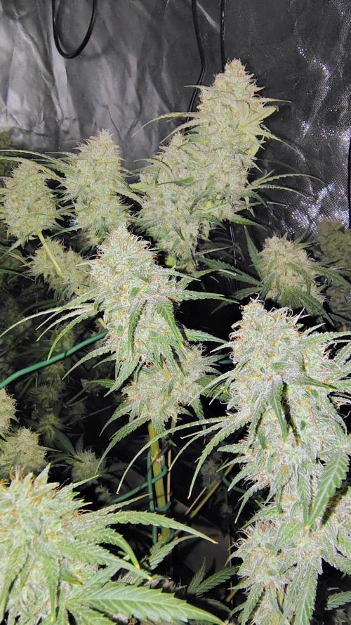 Fastbuds Champions line. Week 8