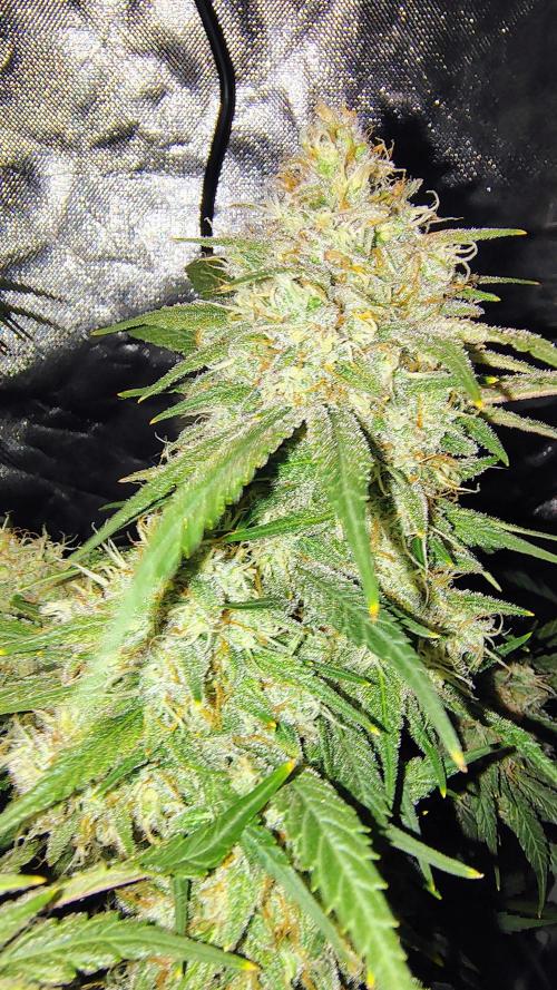 Fastbuds Champions line. Week 8