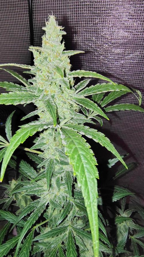 Fastbuds Champions line. Week 8 - Banana Guava 