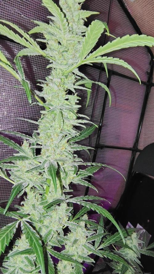 Fastbuds Champions line. Week 8 - Banana Guava 
