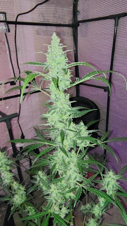 Fastbuds Champions line. Week 8 - Banana Guava 