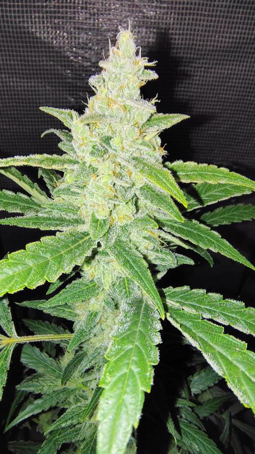 Fastbuds Champions line. Week 8 - Banana Guava 