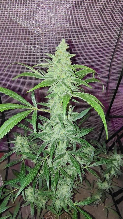 Fastbuds Champions line. Week 8