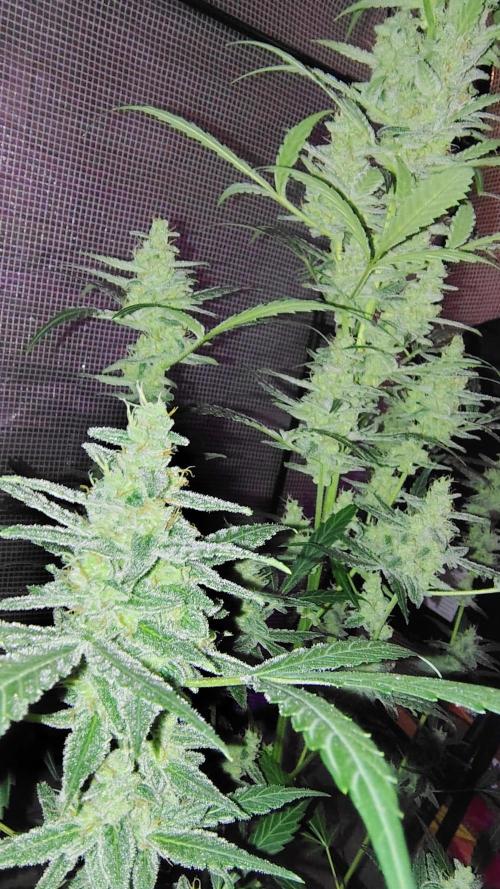 Fastbuds Champions line. Week 8