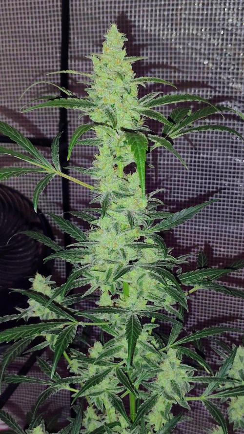Fastbuds Champions line. Week 8