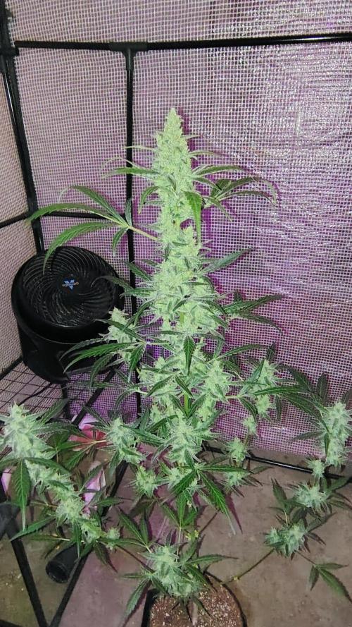 Fastbuds Champions line. Week 8 - Banana Guava 