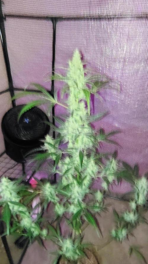 Fastbuds Champions line. Week 8