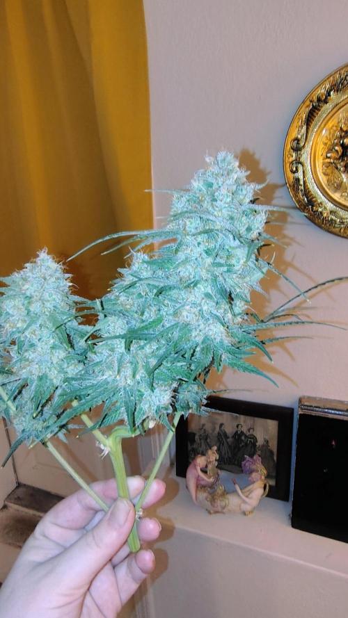 Fastbuds Champions line. Week 9