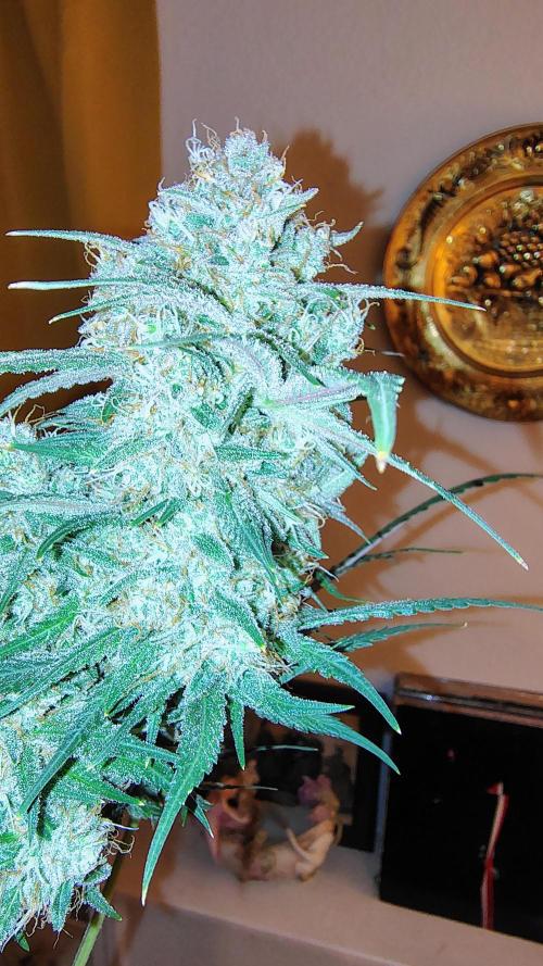 Fastbuds Champions line. Week 9