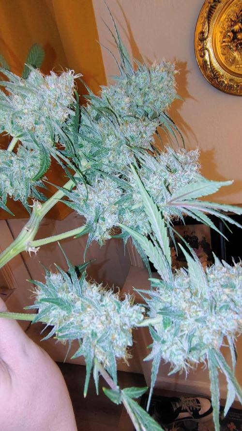 Fastbuds Champions line. Week 9